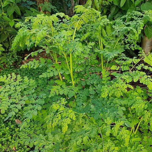 Moringa Oleifera - Moringa oleifera Lam.