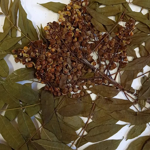 Hojas de Neem - Azadirachta indica