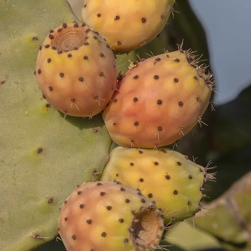 Nopal en Polvo - Opuntia ficus-indica