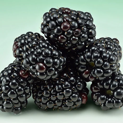 Zarzamora - Rubus fruticosus
